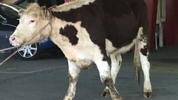 Cow that fled NYC slaughterhouse heads to NJ sanctuary