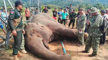 Endangered elephant in Cambodia electrocuted by power pole
