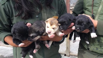 The Denali National Park husky puppycam is pure joy