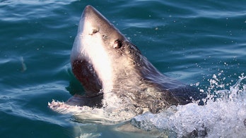 Shark attacks doubled in 20 years in highly populated areas, study finds
