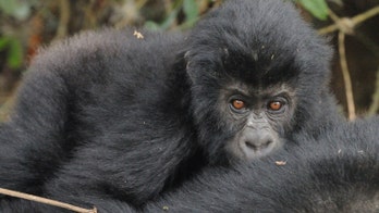 Spark of hope for gorillas in Democratic Republic of the Congo