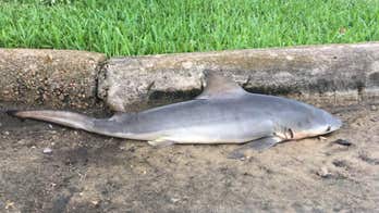 Blacktip shark mysteriously appears in Texas neighborhood