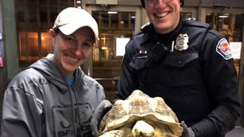 Police return pet tortoise stolen during Albuquerque home invasion