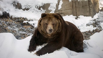 On this day in history, March 1, 1872, majestic Yellowstone becomes America's first national park