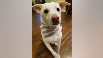 Illinois family 'destroyed' after dog mistakenly euthanized: 'How could this happen?'