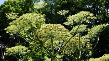 New Yorkers: Beware of 'Monster' Plant Causing Blisters, Blindness