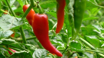 The Real Red Hot Chili Peppers