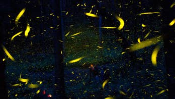 AP PHOTOS: Mexican farmers using fireflies to save forest