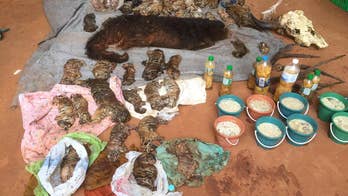 Police stop truck carrying 2 tiger skins from Thai temple