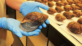 USDA seizes more than 1,200 illegal giant snails