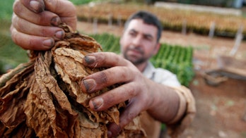 Tobacco-derived 'plantibodies' enter the fight against Ebola