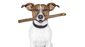 Florida vet removes stick from dog's mouth that was likely there for years, shelter says