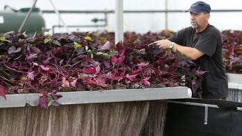 Plant 'milkers' seek molecules for medicines and makeup