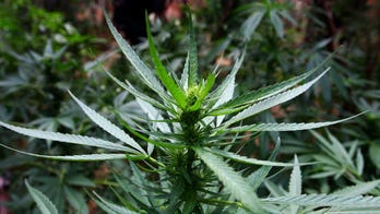 Bill introduced to legalize marijuana-based oil for medicinal use