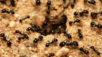 Some ants have more taste for human food than others, study says