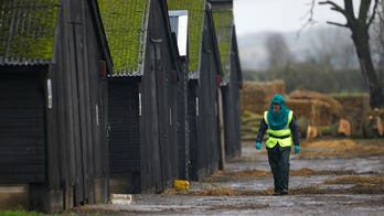 Bird flu found in UK, Netherlands but authorities say little risk to humans