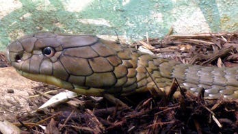 Venom experts say global snake bite death tolls 'grossly underestimated'