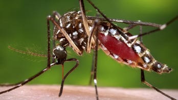 Mexico detects first case of mosquito-borne chikungunya virus
