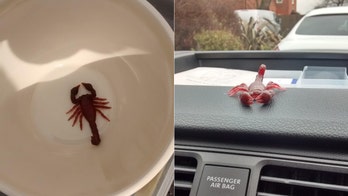 'Deadly' scorpion sighting on English street turns out to be child's toy