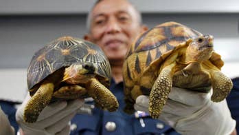 Malaysia seizes 330 exotic tortoises from Madagascar