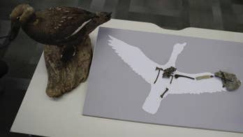 Ancient bird from dinosaur area probably sounded like duck