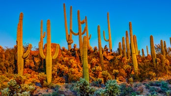 Rising cacti theft sparks plant microchipping at Arizona national park