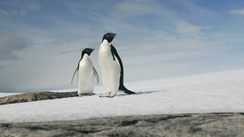 Only two chicks survive as colony of 40,000 penguins suffer breeding tragedy