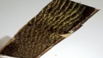 Georgia home nightmare: Bees by the hundreds of thousands