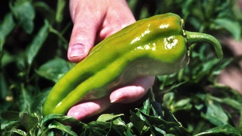 New Mexico considering naming a first-in-the-nation 'state aroma,' thanks to fifth-grade class