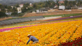Something New Under The Sun: Latino-Owned Farms In U.S. Growing At A Healthy Pace