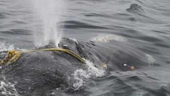 Researchers work to free whale with jaw wrapped in fishing line for years