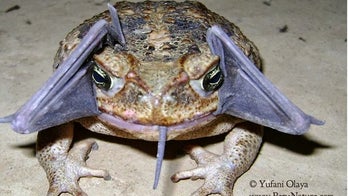 Bizarre sighting: Toad swallows a bat whole