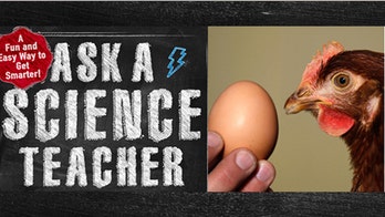 Ask a science teacher: Which came first, the chicken or the egg?