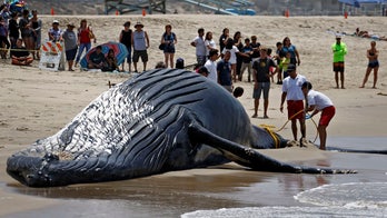 Whale carcass towed out to sea after washing up on popular beach