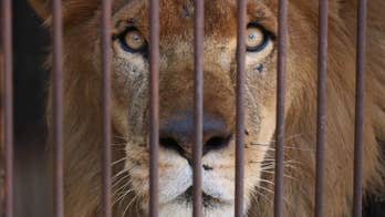 33 lions saved from South American circuses heading home