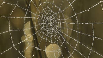 Real-life Spider-Man coming soon: Artificial spider web can be grown in labs
