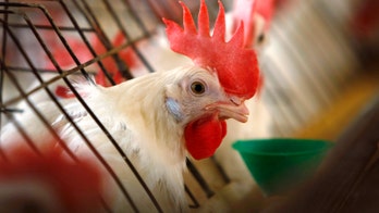 FDA to phase out some antibiotic use in animal production