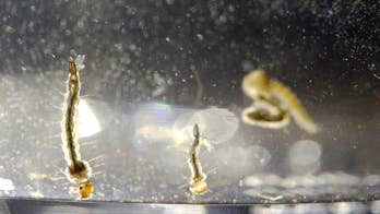 Officials: Zika caused only mild illness in US kids