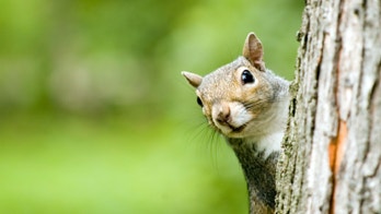 Passenger booted for 'emotional support squirrel' says she's contacting lawyer: 'I'm going for blood'