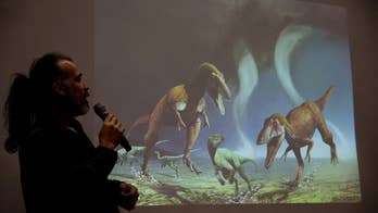Terrifying Argentine carnivorous dinosaur had tiny arms