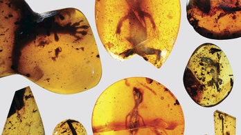 99-million-year-old bird found preserved in amber stuns scientists