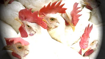 Japan partly lifts US, Canada poultry ban after bird flu