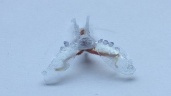 New underwater robot is powered by sea slug muscle