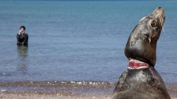 Mexico plans to expand program to untangle sea lions