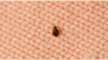 Bed bug increase a threat to motorists