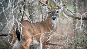 Wisconsin deer hunter meets friendly 8-point buck during hunt