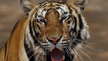 Tiger population estimate sparks controversy