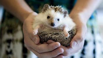 The 411 on 'Pocket Pets'