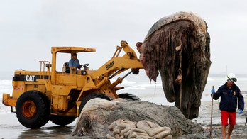 Mysterious 20-foot sea creature covered in shaggy hair washes up on Philippines beach