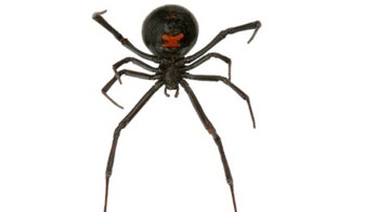 Shoppers get a surprise as black widow spiders found in grapes